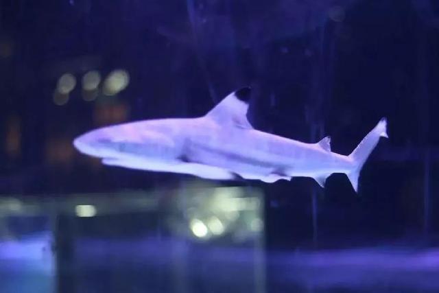 4500㎡巨型室内动物园惊现大石坝，3600只萌宠等你来撩！