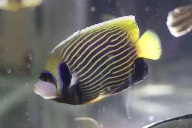 4500㎡巨型室内动物园惊现大石坝，3600只萌宠等你来撩！