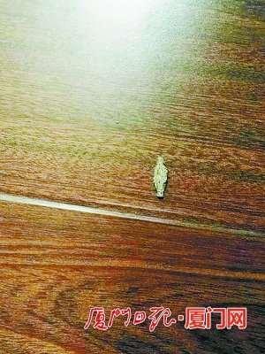 为什么墙上会有衣蛾幼虫（每周大扫除都会发现怪虫光顾 专家可能是衣蛾幼虫）