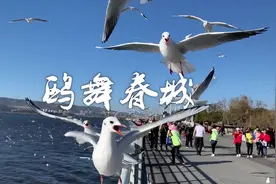 鸥舞春城视频封面