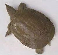 乌龟和甲鱼有什么区别？
