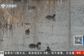 南京浦口湿地出现怪鸟，全身漆黑嘴白色，市民上网一查吓一跳！视频封面