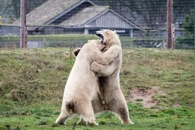 实拍英动物园两北极熊通过斗殴扭打取暖图片