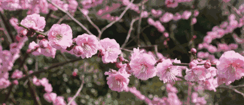 菊花,花语（你几月出生）