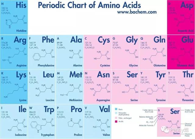 真正有用的抗衰成分之一？｜多肽（胜肽）