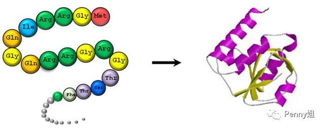 真正有用的抗衰成分之一？｜多肽（胜肽）