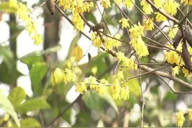 想赏花要到哪去？大观园腊梅已“上线，傲然绽放立枝头带来阵阵香视频封面