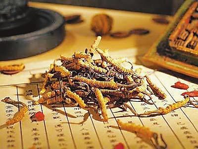 冬虫夏草的药用功效是什么 2026年冬虫夏草的药用功效有哪些 冬虫夏草的药用功效是什么 2026年冬虫夏草的药用功效有哪些
