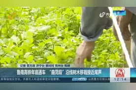 鲁南高铁年底通车，曲菏段沿线树木移栽接近尾声，节后展开施工视频封面