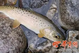 “水中猛虎”川陕哲罗鲑曾在陕西绝迹15年 人工催产初获成功图片