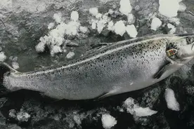 超实用！原产地大厨教你这四招，轻松识别三文鱼是否新鲜！