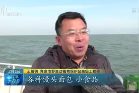 飞鸟云集海岸旁！来青岛海边，邂逅与海鸥的近距离接触！