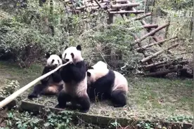 熊猫宝宝迎新年：二十八 把面发视频封面