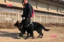 探访兰新高铁上的警犬“巡线员”：日工作12小时 巡护逾10公里视频封面