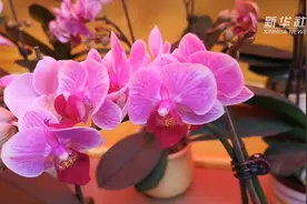 行花街 过大年——广州花市上的吉祥“猪”宝视频封面