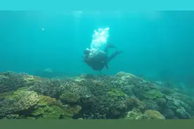 海南三亚：特色潜水引游客视频封面