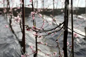 鞍山：正月里来桃花开视频封面
