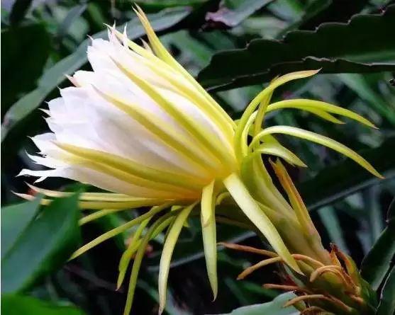 花胶鸡脚蝎子汤 2025年花胶鸡脚汤放什么材料