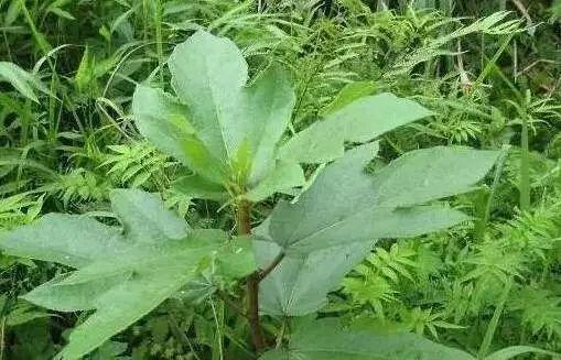 花胶鸡脚蝎子汤 2025年花胶鸡脚汤放什么材料