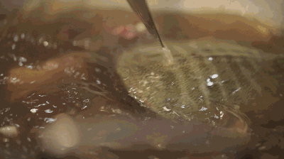 花胶鸡脚蝎子汤 2025年花胶鸡脚汤放什么材料