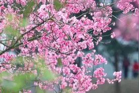 南宁：樱花争艳庆佳节视频封面