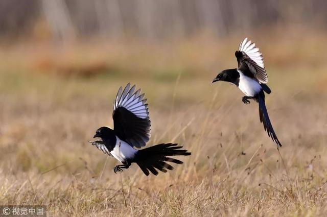 「荐读」这40个冷知识，据说只有1%的人知道，颠覆认知！