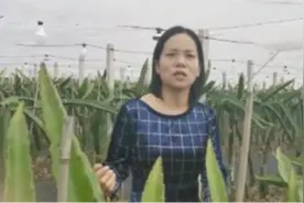 海归女硕士返乡做农民，新技术种水果年入千万视频封面