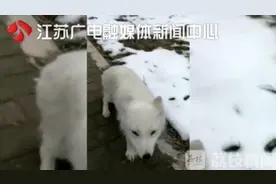 渡劫飞仙？扬州大学校园现北极白狐图片