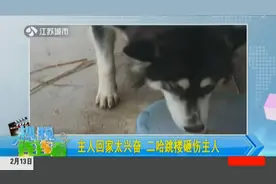 看到主人回家，二哈太兴奋从三楼一跃而下，主人被砸瞬间动弹不得视频封面