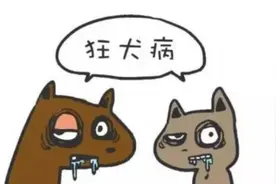 河南9岁男孩狂犬病发作身亡 1年前曾被小狗抓伤图片