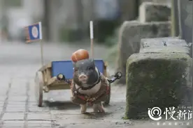 我家有只小猪“佩琪”，卖得了萌拍得了广告还跟狗狗是兄弟......主人最怕它发福成大肥猪图片