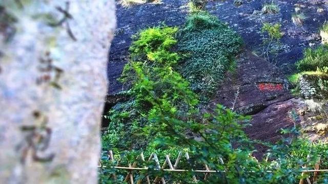 内含福利！等你来撒欢！大到罕见的魔都“奇迹城堡”里，巨型花海已达颜值巅峰！还有“神奇动物”出没呢！