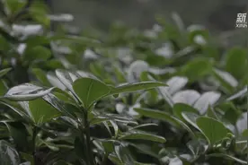 百年一遇！上海冬雨绵绵上演“流浪太阳”视频封面
