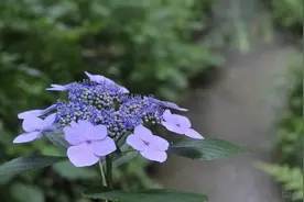 人生在世，注定要受许多委屈图片