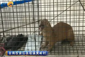 台商区：黄鼠狼来“拜年” 凌晨偷鸡被逮图片