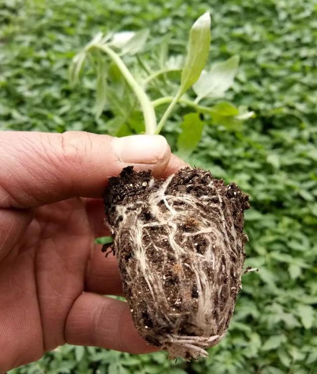 闃块€熷媰鏍癸細鐢熸牴澹牴锛屾牴鏇存繁锛佸交搴曡В鍐充綔鐗╃殑鈥滄牴鈥濇湰闂锛? onerror=