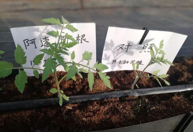 闃块€熷媰鏍癸細鐢熸牴澹牴锛屾牴鏇存繁锛佸交搴曡В鍐充綔鐗╃殑鈥滄牴鈥濇湰闂锛? onerror=