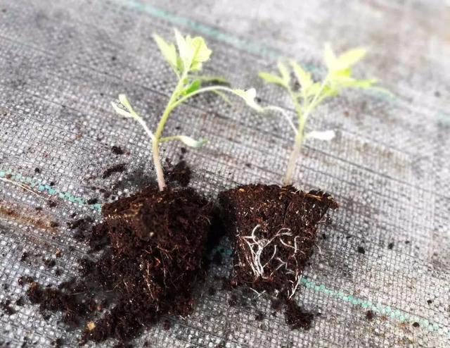 闃块€熷媰鏍癸細鐢熸牴澹牴锛屾牴鏇存繁锛佸交搴曡В鍐充綔鐗╃殑鈥滄牴鈥濇湰闂锛? onerror=