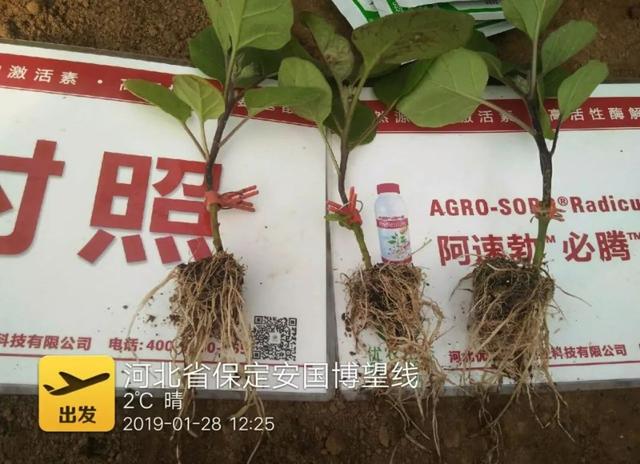 闃块€熷媰鏍癸細鐢熸牴澹牴锛屾牴鏇存繁锛佸交搴曡В鍐充綔鐗╃殑鈥滄牴鈥濇湰闂锛? onerror=