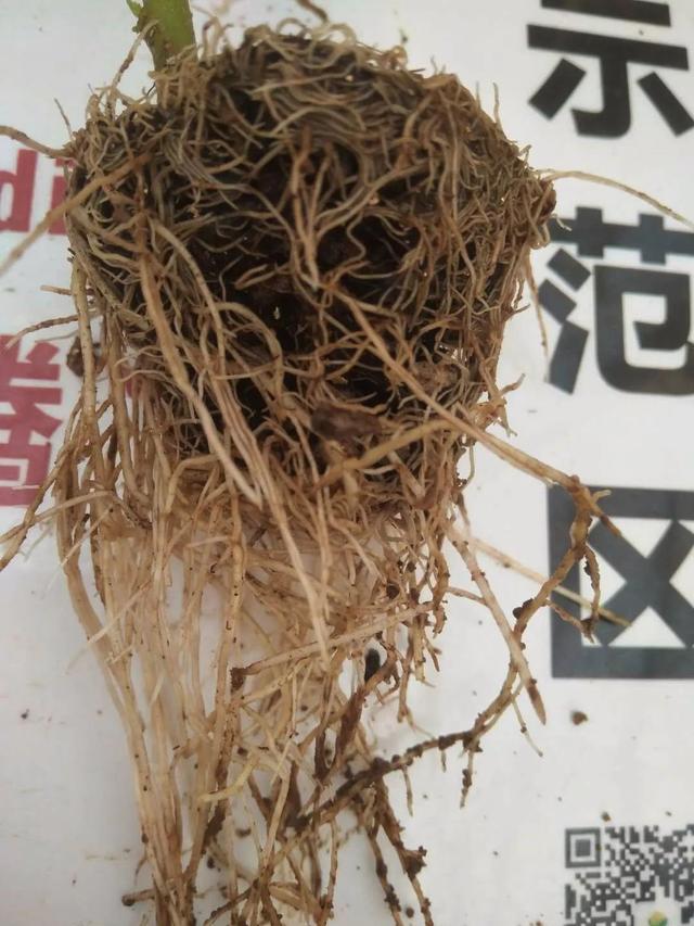 闃块€熷媰鏍癸細鐢熸牴澹牴锛屾牴鏇存繁锛佸交搴曡В鍐充綔鐗╃殑鈥滄牴鈥濇湰闂锛? onerror=