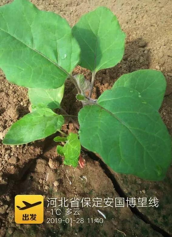 闃块€熷媰鏍癸細鐢熸牴澹牴锛屾牴鏇存繁锛佸交搴曡В鍐充綔鐗╃殑鈥滄牴鈥濇湰闂锛? onerror=