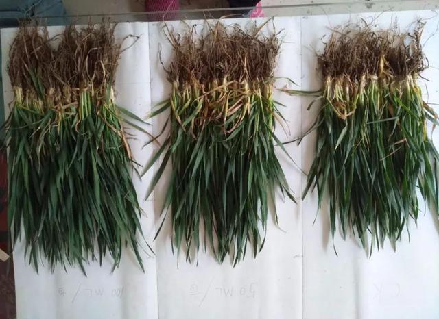 闃块€熷媰鏍癸細鐢熸牴澹牴锛屾牴鏇存繁锛佸交搴曡В鍐充綔鐗╃殑鈥滄牴鈥濇湰闂锛? onerror=