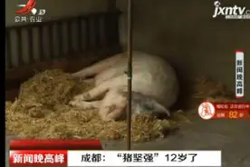 成都：“猪坚强”12岁了