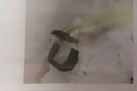 「以案释法」宁波女子通过APP叫外卖却吃到虫子 该找谁赔偿？图片