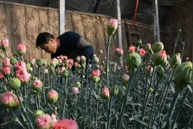 畅销北上广的鲜花很多来自这里视频封面