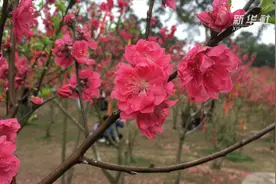12万株桃花点亮春光！你还不来吗？视频封面