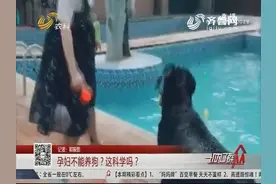 孕妇养狗易导致腹中胎儿畸形？医生：狗可以养，但孕妇少接触视频封面