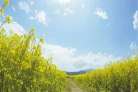 油菜花开，载动如海乡思图片