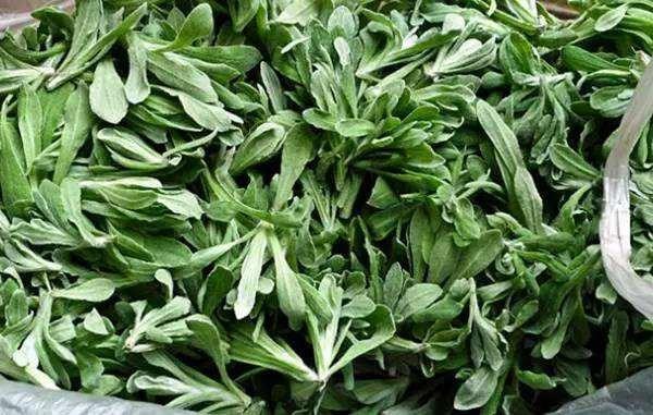 清明前后农村有种野菜，茎叶味道好，治疗咳嗽有疗效