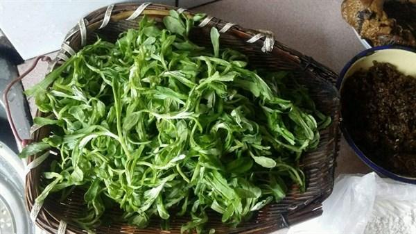 清明前后农村有种野菜，茎叶味道好，治疗咳嗽有疗效
